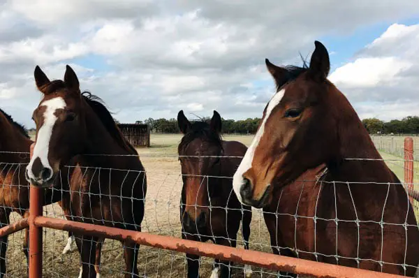 best boots for working with horses