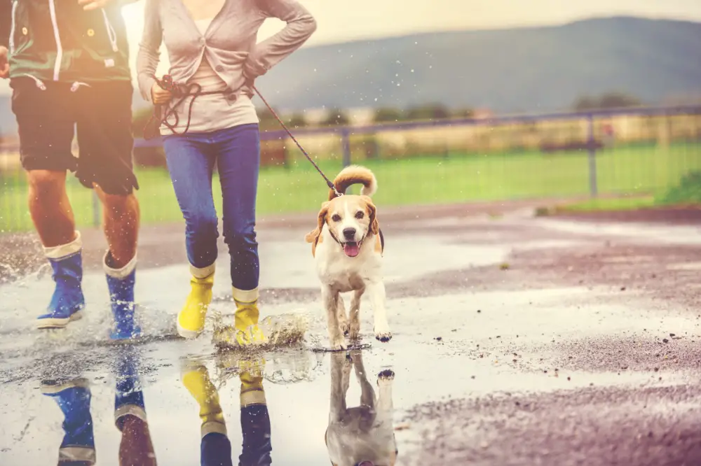 Two people walking their dog in the rain.